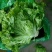 河北生菜大量上市，价格便宜，2两~3两