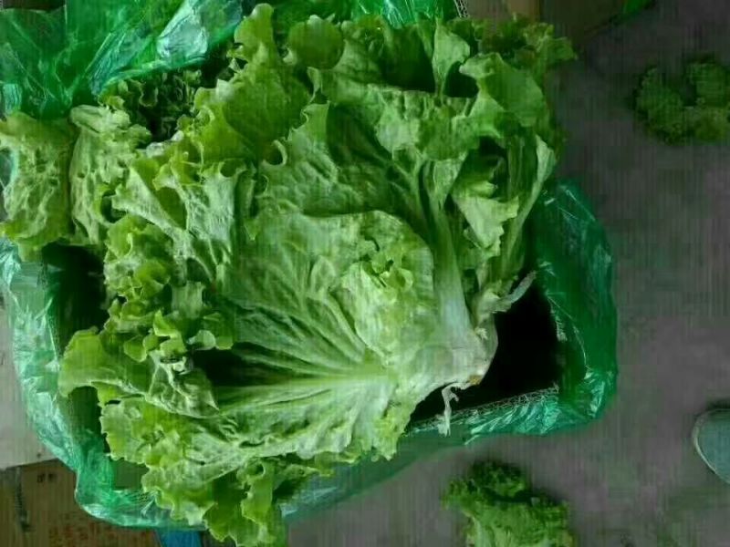 河北生菜大量上市，价格便宜，2两~3两