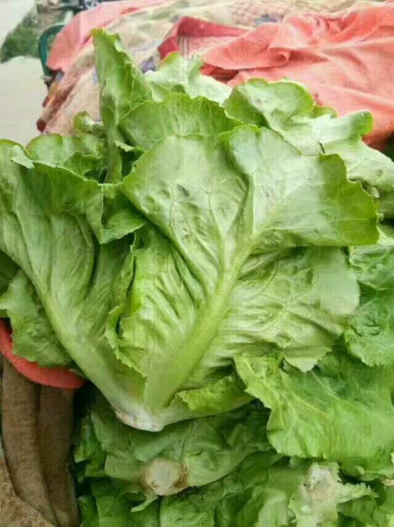 河北生菜大量上市，价格便宜，2两~3两
