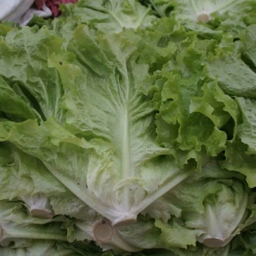 河北生菜大量上市，价格便宜，2两~3两