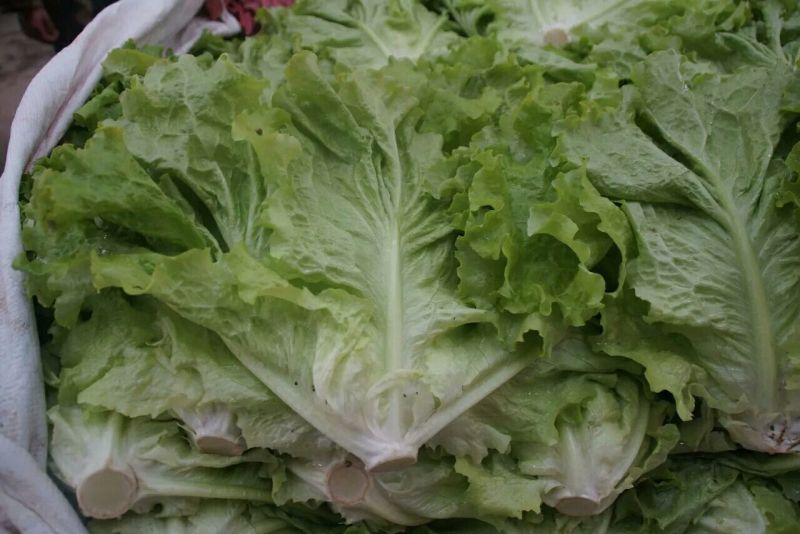 河北生菜大量上市，价格便宜，2两~3两