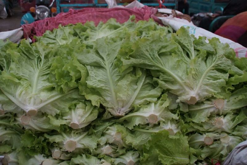 河北生菜大量上市，价格便宜，2两~3两