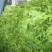 河北生菜大量上市，价格便宜，2两~3两