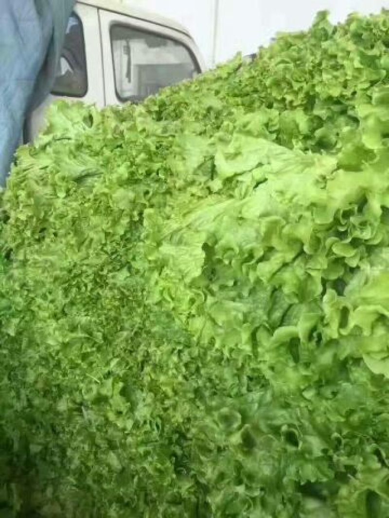 河北生菜大量上市，价格便宜，2两~3两