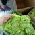 河北生菜大量上市，价格便宜，2两~3两