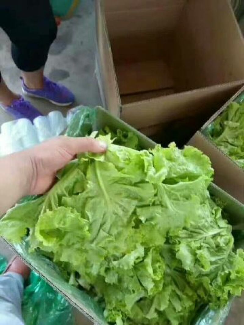 河北生菜大量上市，价格便宜，2两~3两