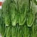 河北生菜大量上市，价格便宜，2两~3两