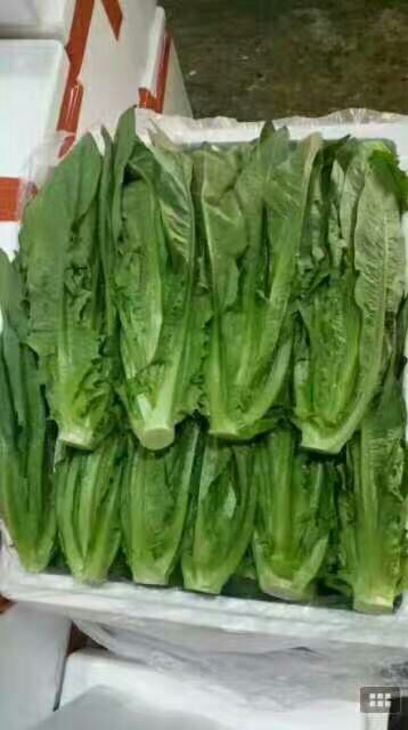 河北生菜大量上市，价格便宜，2两~3两