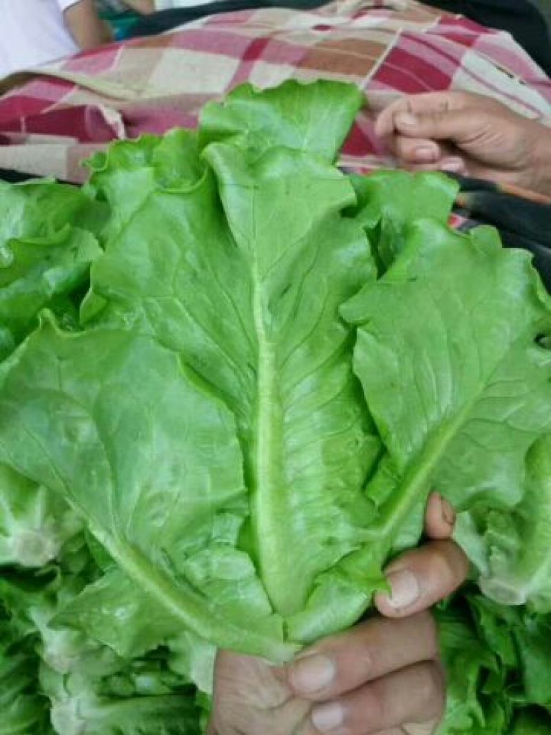 河北生菜大量上市，价格便宜，2两~3两