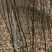 三季红红枫100-140CM