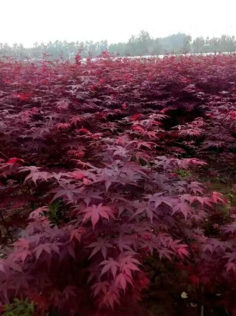 三季红红枫100-140CM