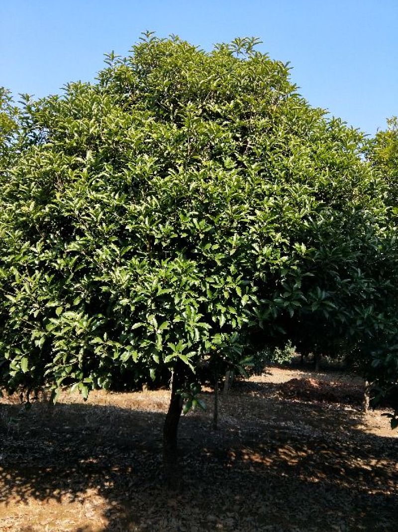桂花树10~12cm3~3.5米2~3米