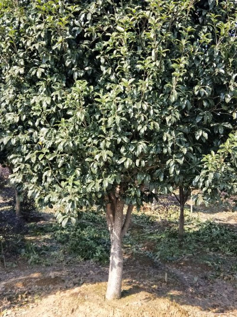 桂花树10~12cm3~3.5米2~3米