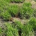 【精选】茭白种苗荣民双季特早熟茭白苗产地直供量大供应
