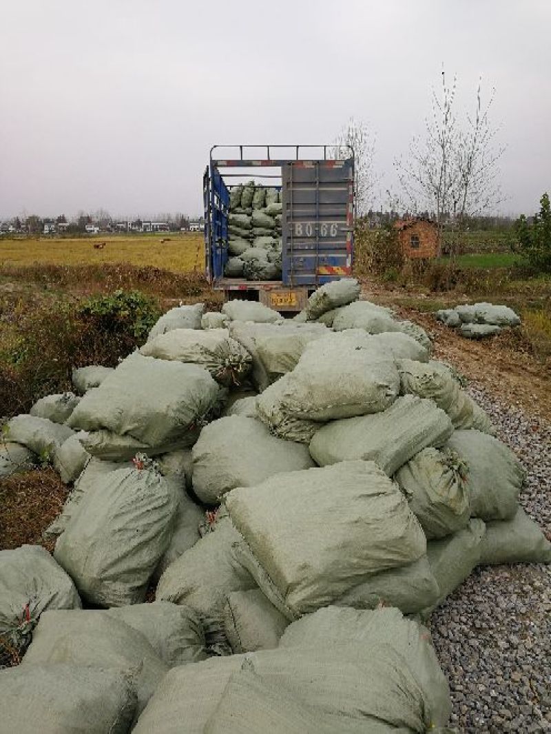 【精选】茭白种苗荣民双季特早熟茭白苗产地直供量大供应