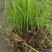 【精选】茭白种苗荣民双季特早熟茭白苗产地直供量大供应