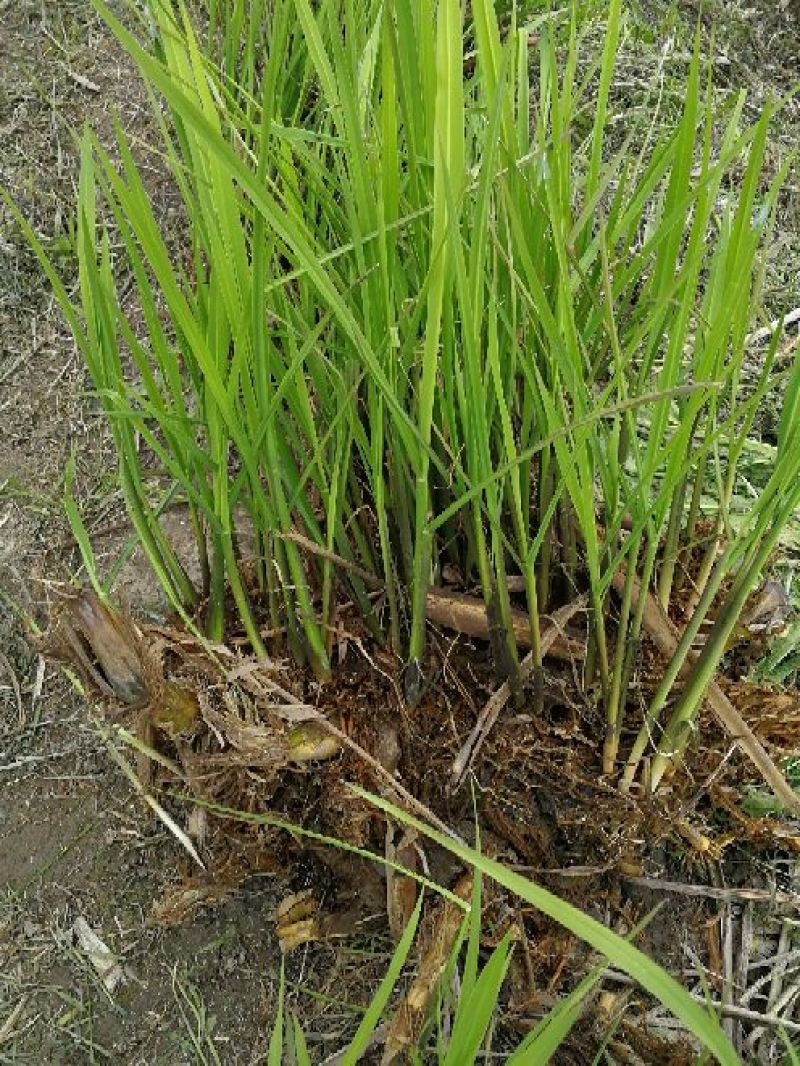 【精选】茭白种苗荣民双季特早熟茭白苗产地直供量大供应