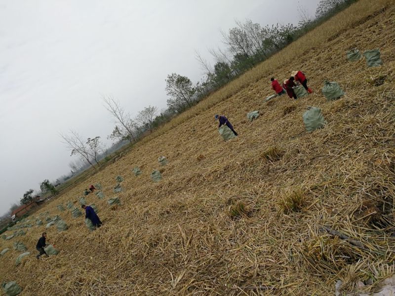 【精选】茭白种苗荣民双季特早熟茭白苗产地直供量大供应