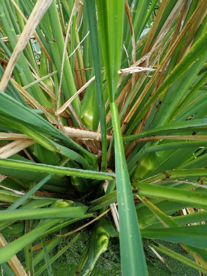 【精选】茭白种苗荣民双季特早熟茭白苗产地直供量大供应