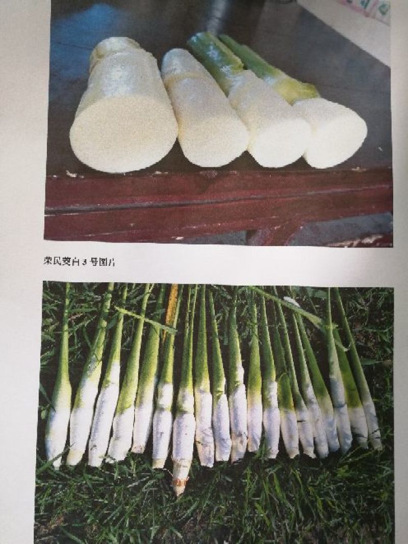 【精选】茭白种苗荣民双季特早熟茭白苗产地直供量大供应