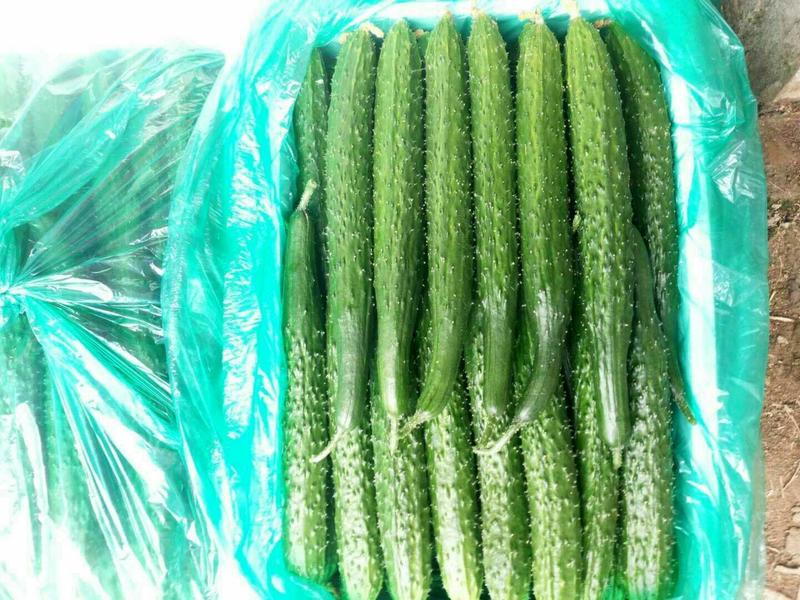 【推荐】密刺黄瓜25公分以上干花带刺产地发货，价格优惠