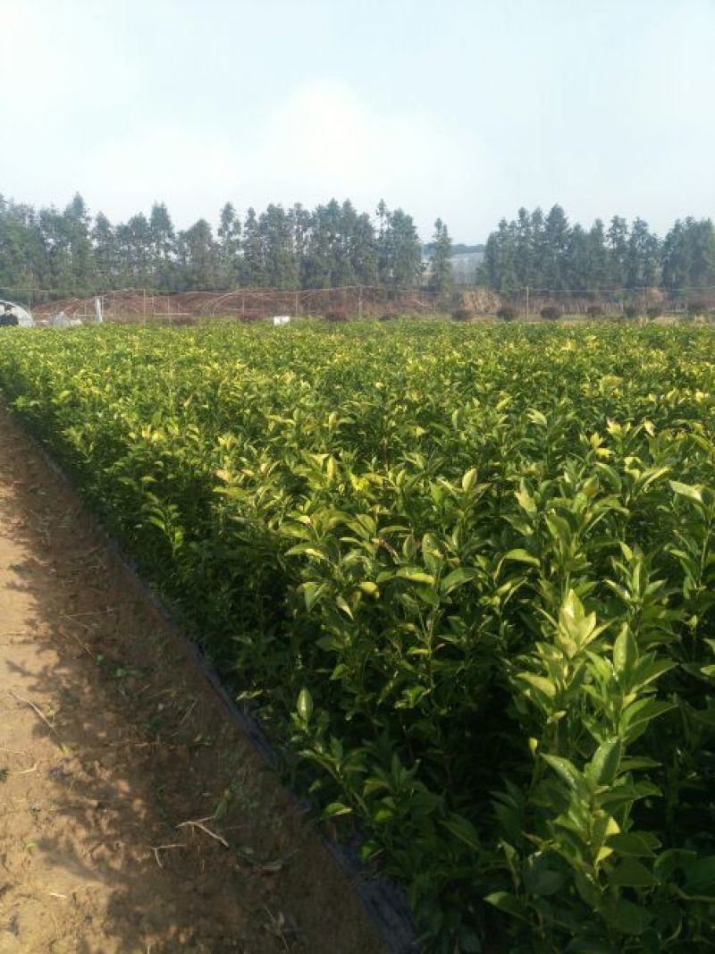 嫁接枳壳苗品种纯真高50公分以上，苗粗1公分以上