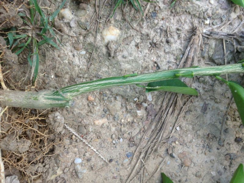 嫁接枳壳苗品种纯真高50公分以上，苗粗1公分以上