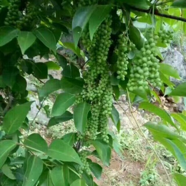五味子苗，根系发达，成活率高！