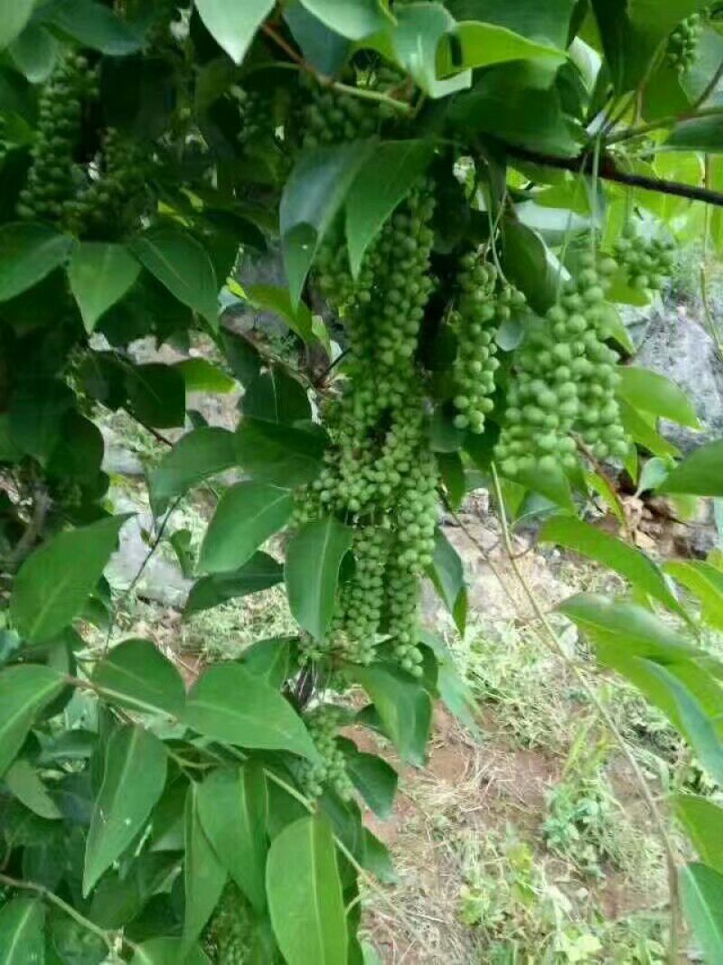 五味子苗，根系发达，成活率高！
