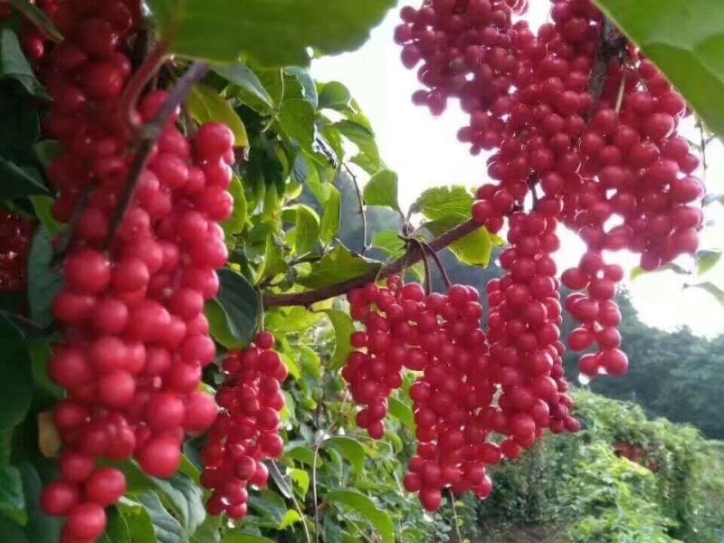 五味子苗，根系发达，成活率高！