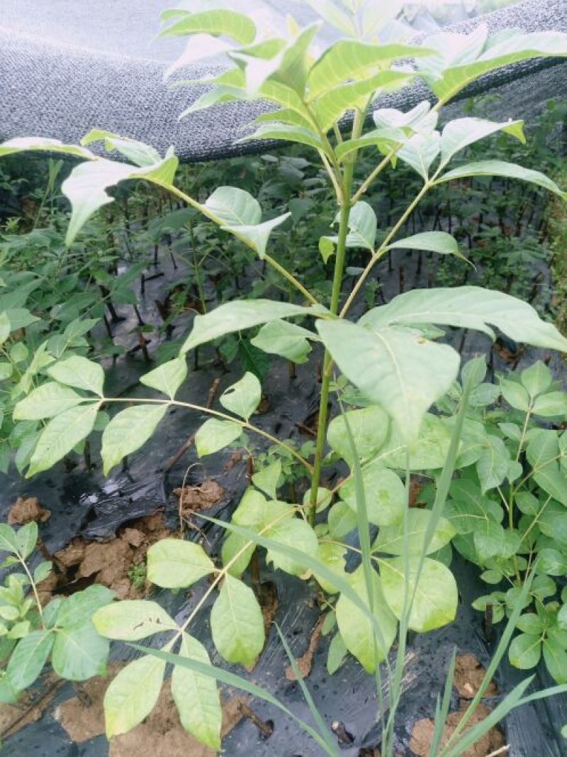 江西吴茱萸一年苗高35Cm以上基地供应苗纯成活高