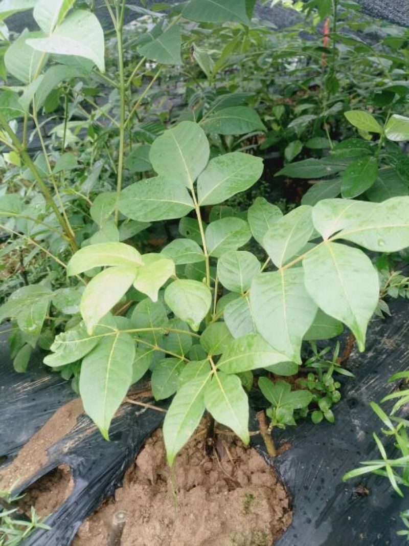 江西吴茱萸一年苗高35Cm以上基地供应苗纯成活高