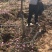 山西桃树，水蜜桃树，占地桃树6-8-10-12公分量大