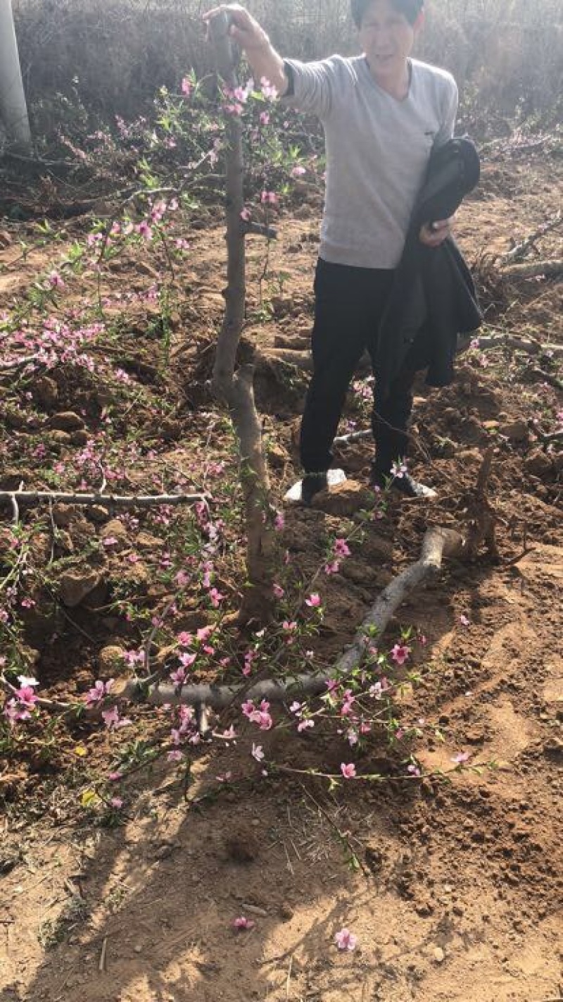 山西桃树，水蜜桃树，占地桃树6-8-10-12公分量大