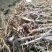 山西桃树，水蜜桃树，占地桃树6-8-10-12公分量大