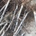 山西桃树，水蜜桃树，占地桃树6-8-10-12公分量大