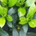 栀子花2~4cm18~20cm0.5~1米