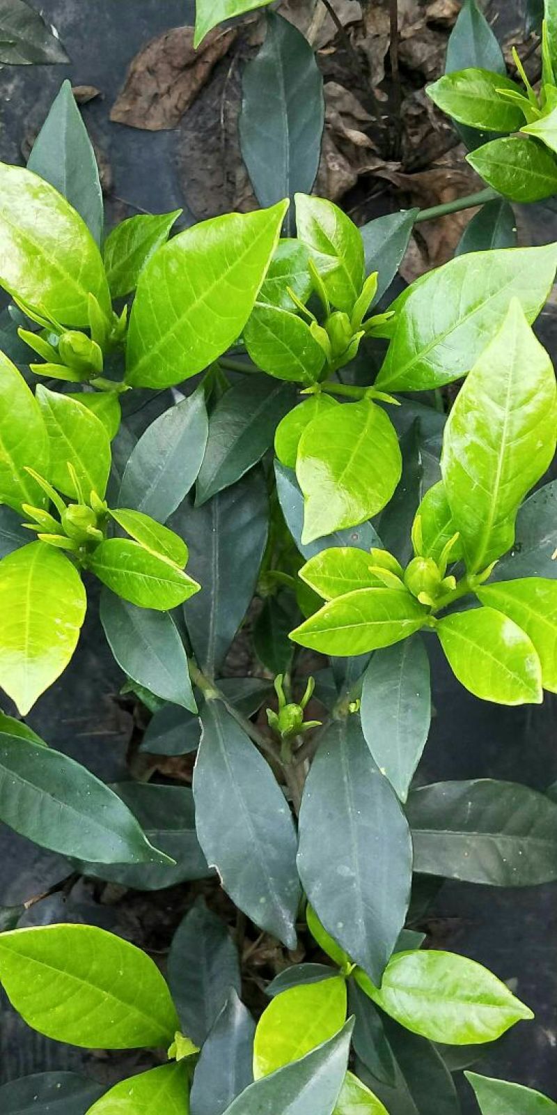 栀子花2~4cm18~20cm0.5~1米