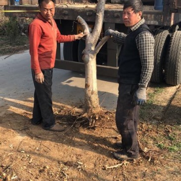 山西占地苹果树，10-15-20公分运城苹果树量大价低