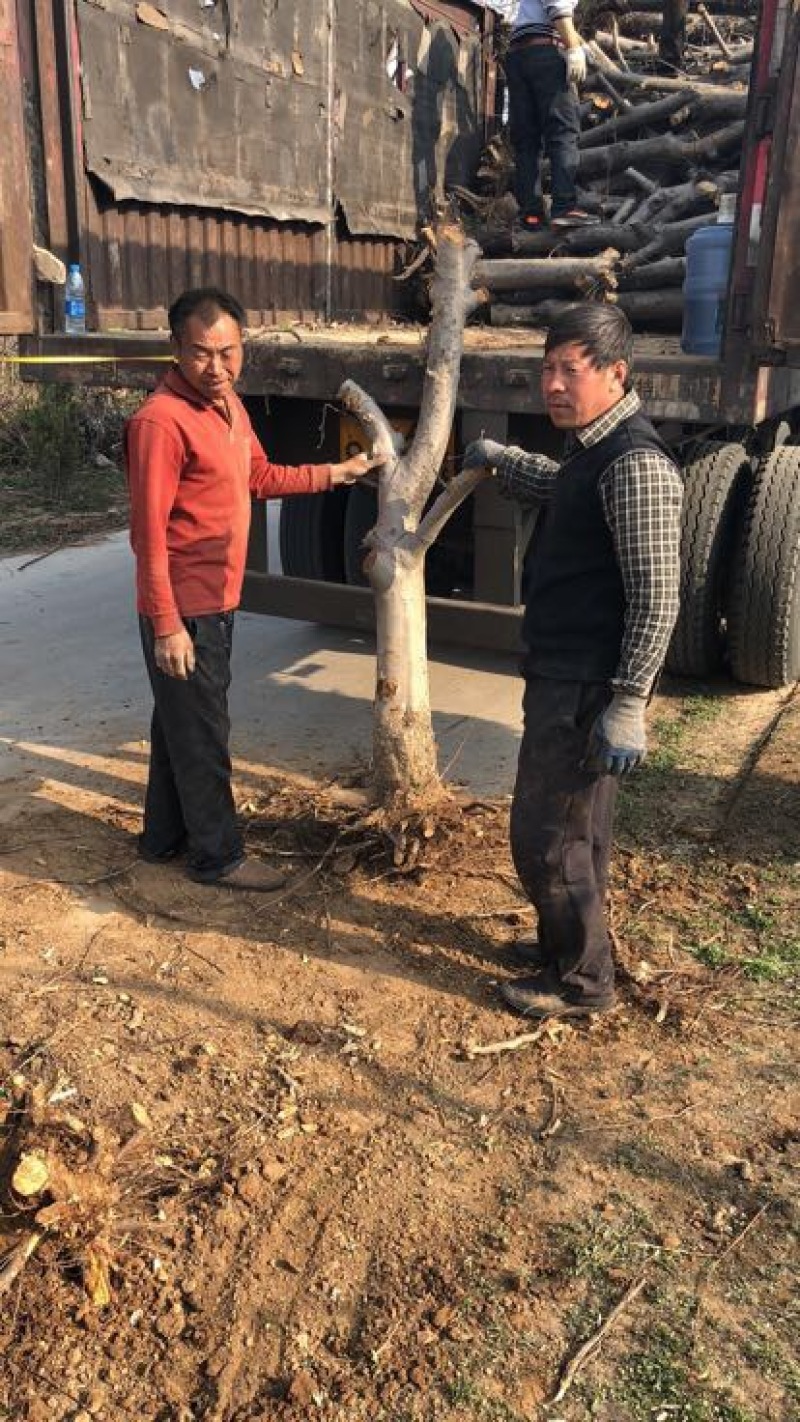 山西占地苹果树，10-15-20公分运城苹果树量大价低