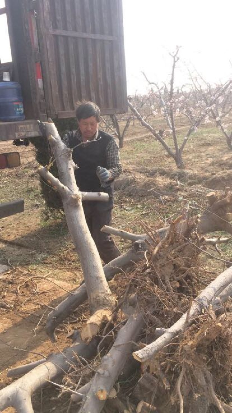 山西占地苹果树，10-15-20公分运城苹果树量大价低
