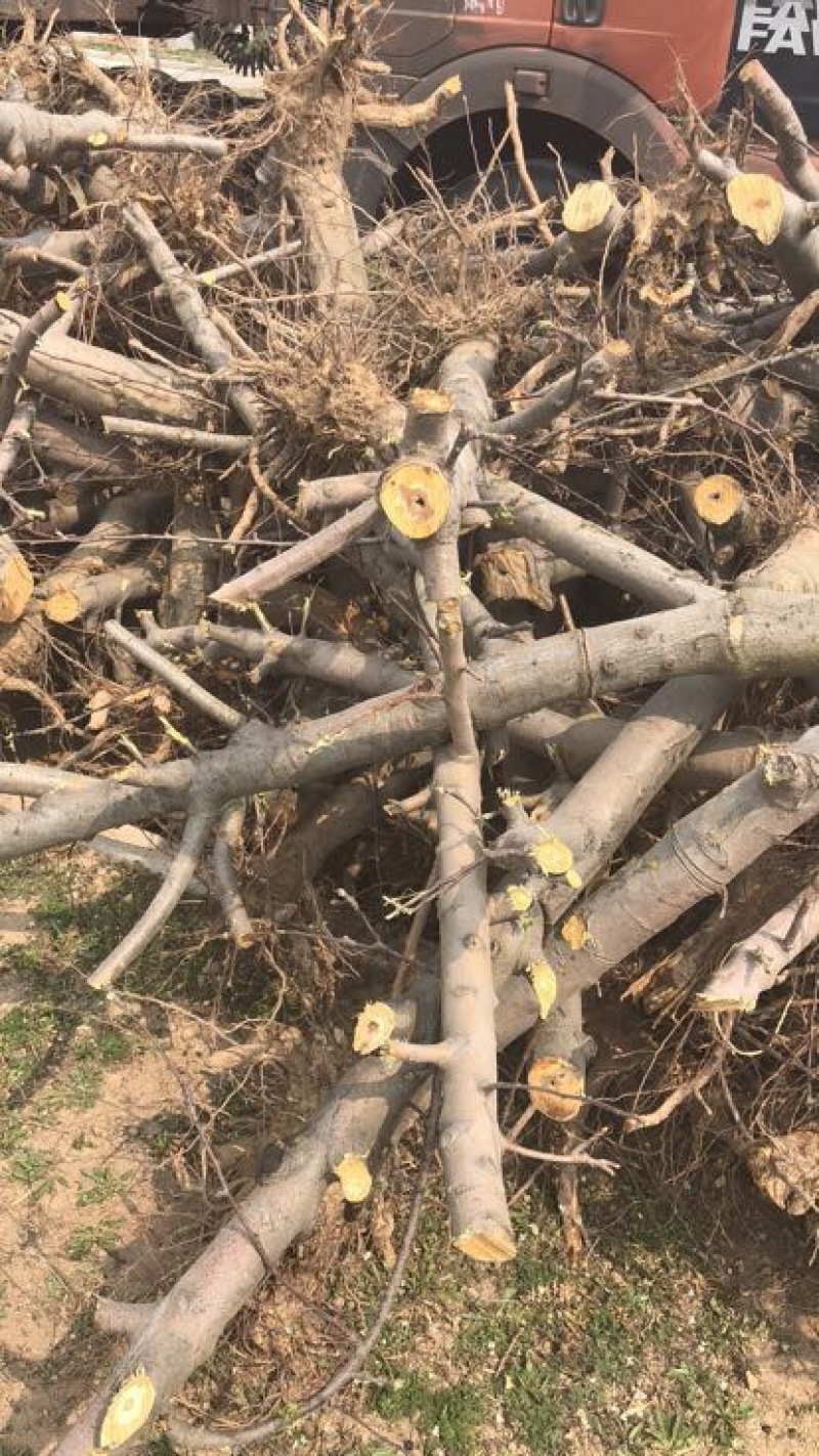 山西占地苹果树，10-15-20公分运城苹果树量大价低