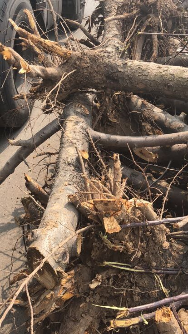 山西占地苹果树，10-15-20公分运城苹果树量大价低