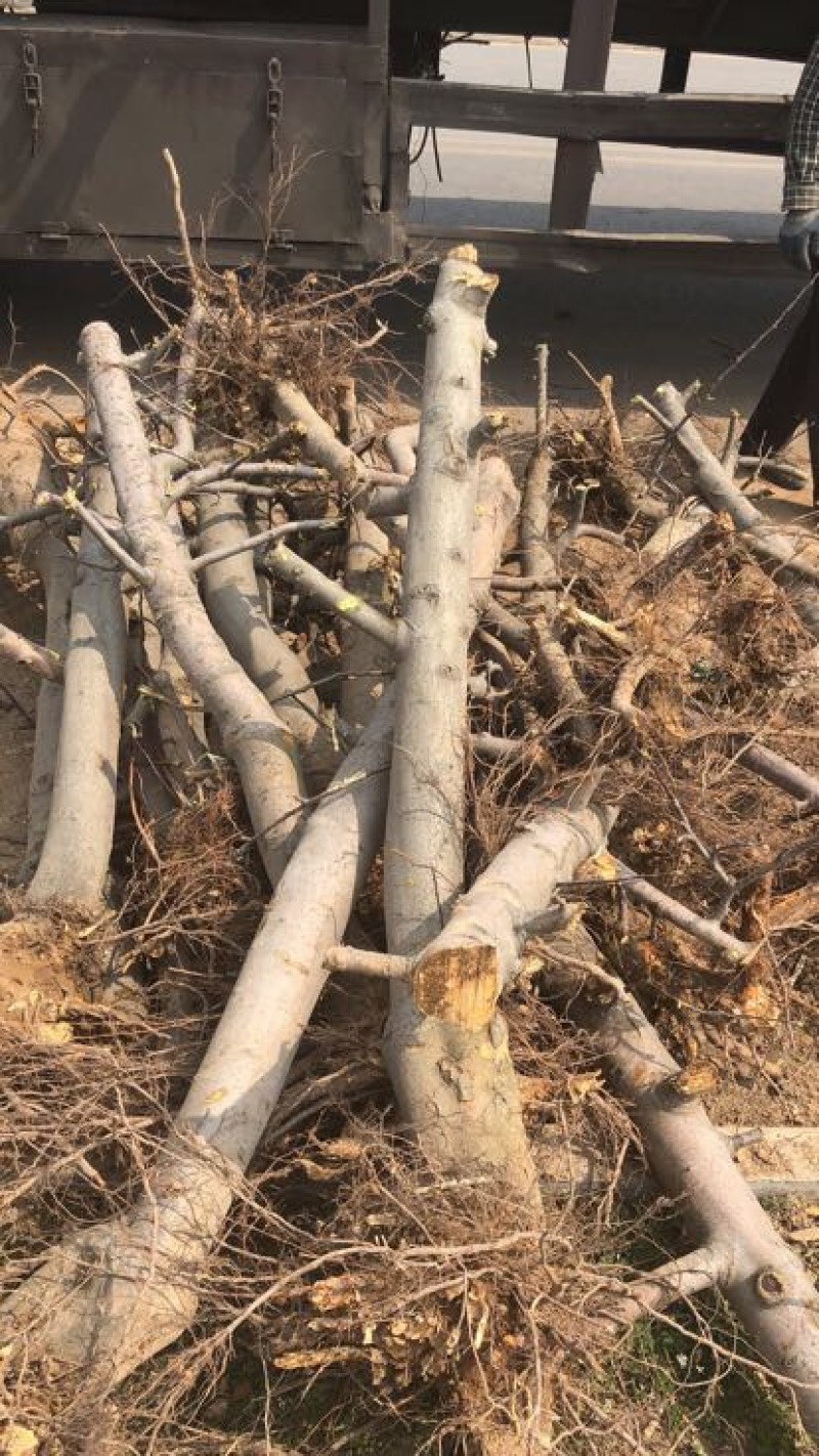 山西占地苹果树，10-15-20公分运城苹果树量大价低