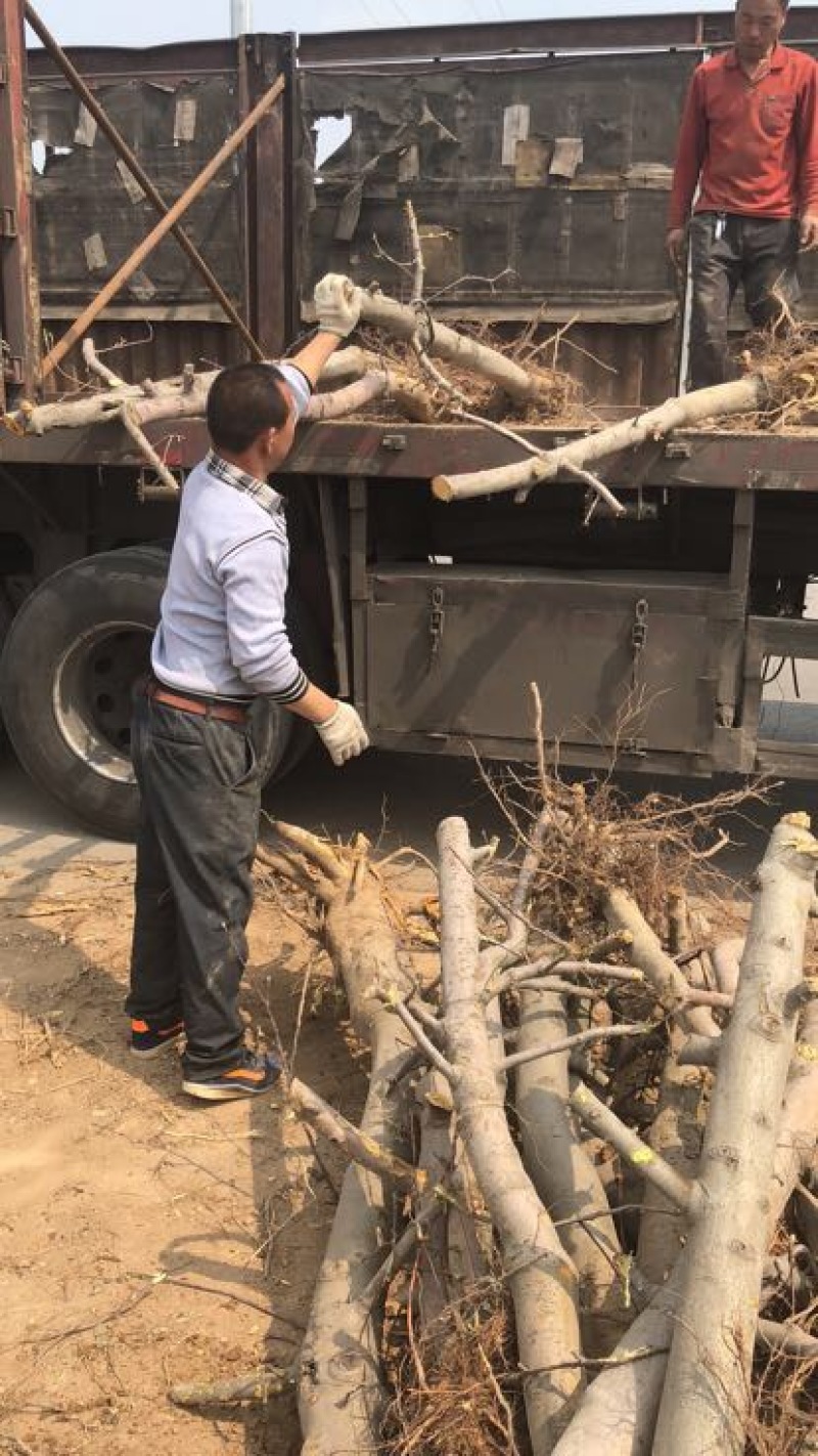 山西占地苹果树，10-15-20公分运城苹果树量大价低