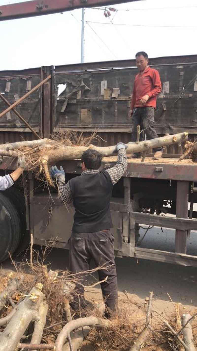 山西占地苹果树，10-15-20公分运城苹果树量大价低