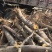 山西占地苹果树，10-15-20公分运城苹果树量大价低