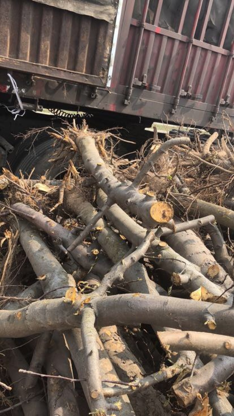 山西占地苹果树，10-15-20公分运城苹果树量大价低