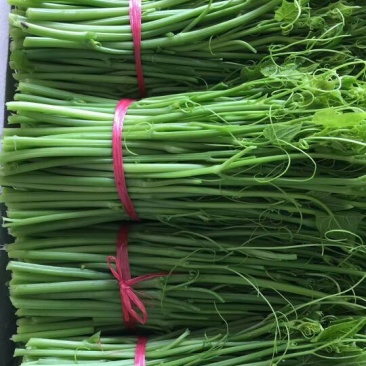 龙须菜嫩
