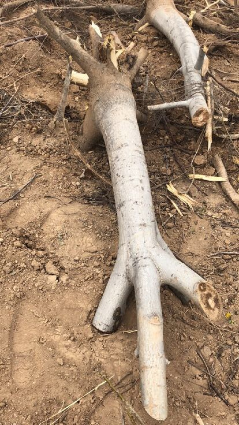 山西核桃树，运城薄皮核桃树，8-15公分，占地核桃树